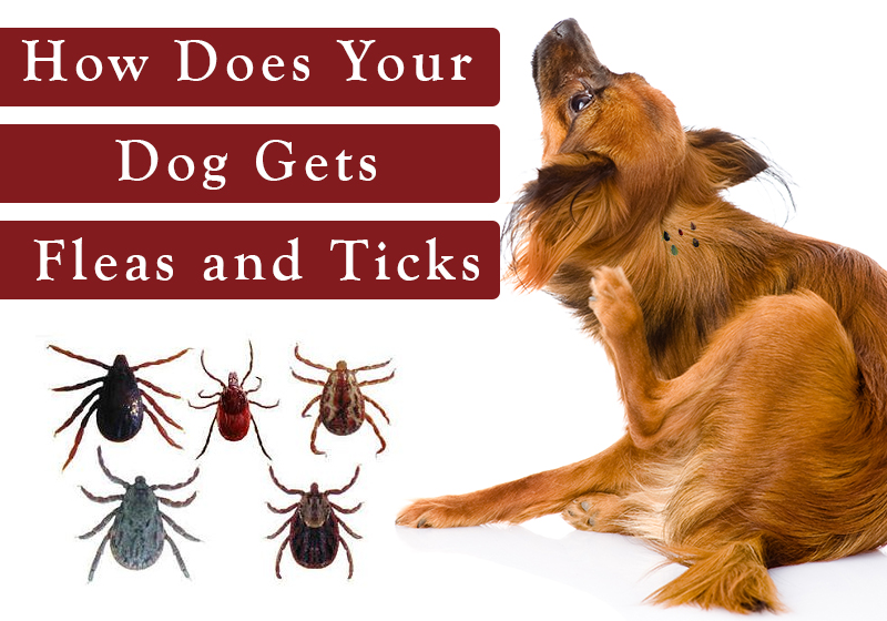How Does Your Dog Gets Fleas and Ticks BestVetCare