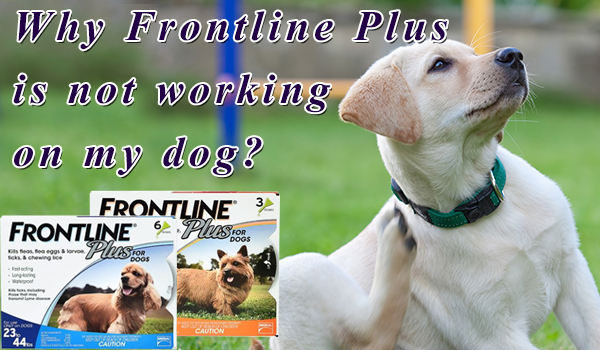 Why Frontline Plus not Working on Dog