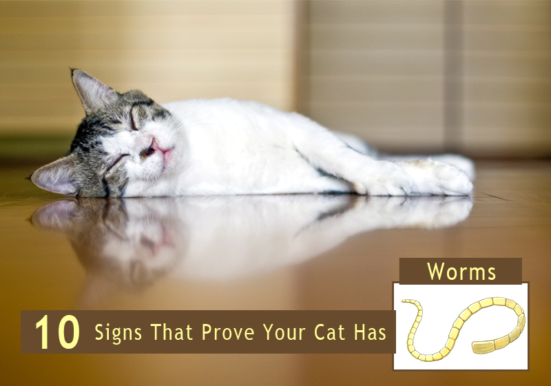 pinworms in cats symptoms